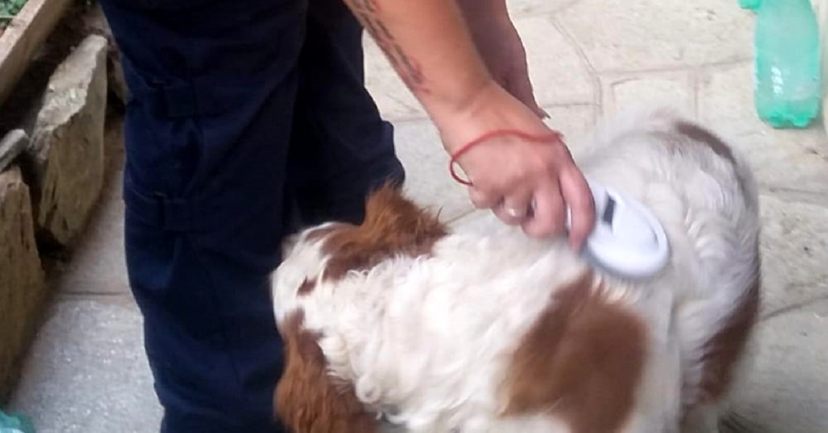 Torino, il cane abbaiava e veniva maltrattato con una scarica elettrica