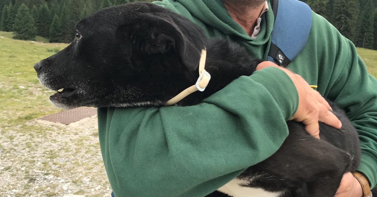 Perde il cane tra i monti, ma il proprietario non si dà per vinto finché non lo ritrova