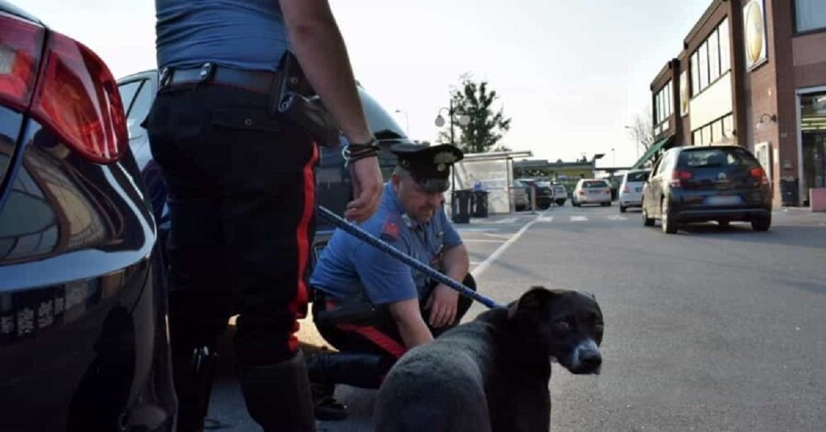 Fiorenzuola, i proprietari del cane lasciato in auto respingono ogni accusa di maltrattamento