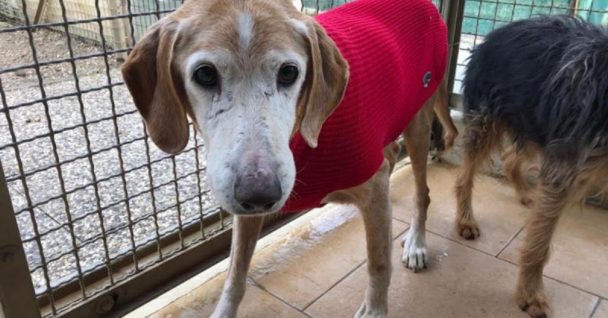 Cane anziano soppresso: alcuni volontari avevano tentato di salvarlo