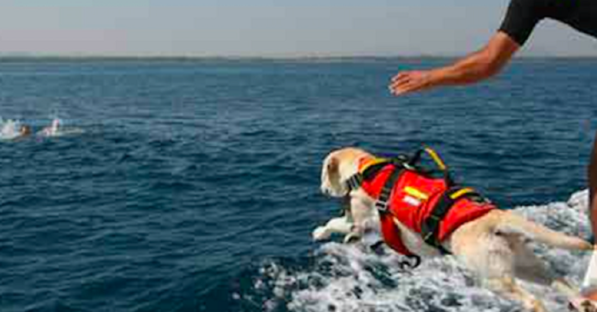 Alcamo Marina, Akira cane bagnino salva un settantenne che stava annegando
