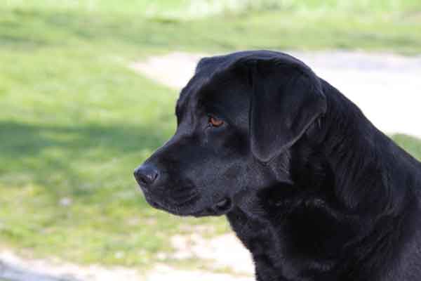 Le razze dei cani più facili da addestrare
