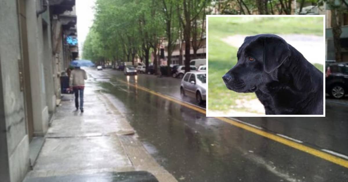 Torino: cane disperato per il troppo caldo, si lancia dal balcone