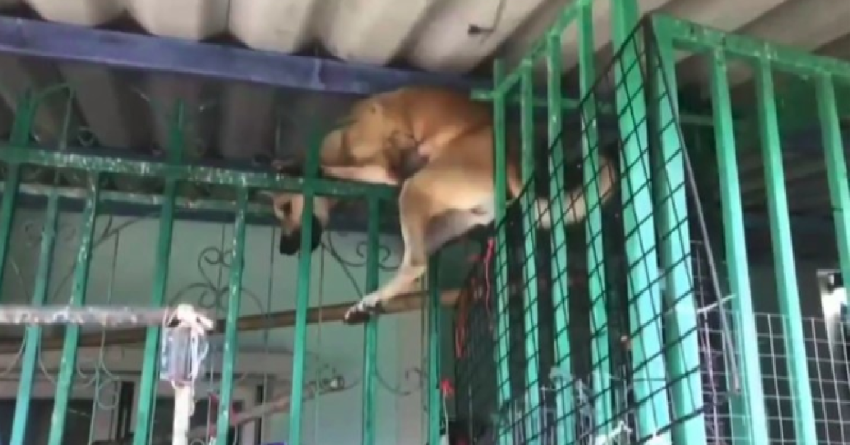 Il cane e il temporale