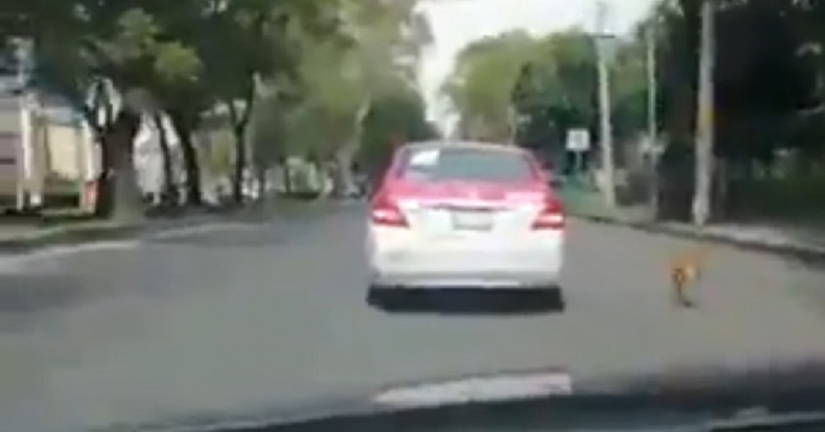 Automobilista insegue il tassista che ha abbandonato un cane