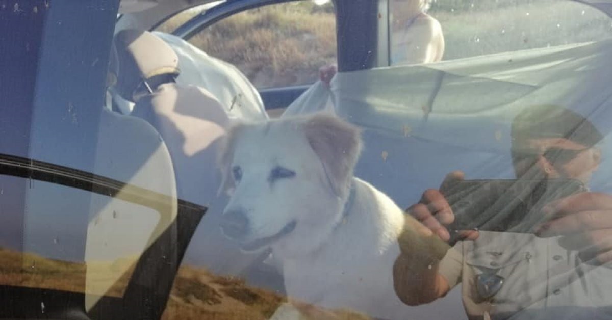 Ardea e San Felice Circeo, cani lasciati in auto