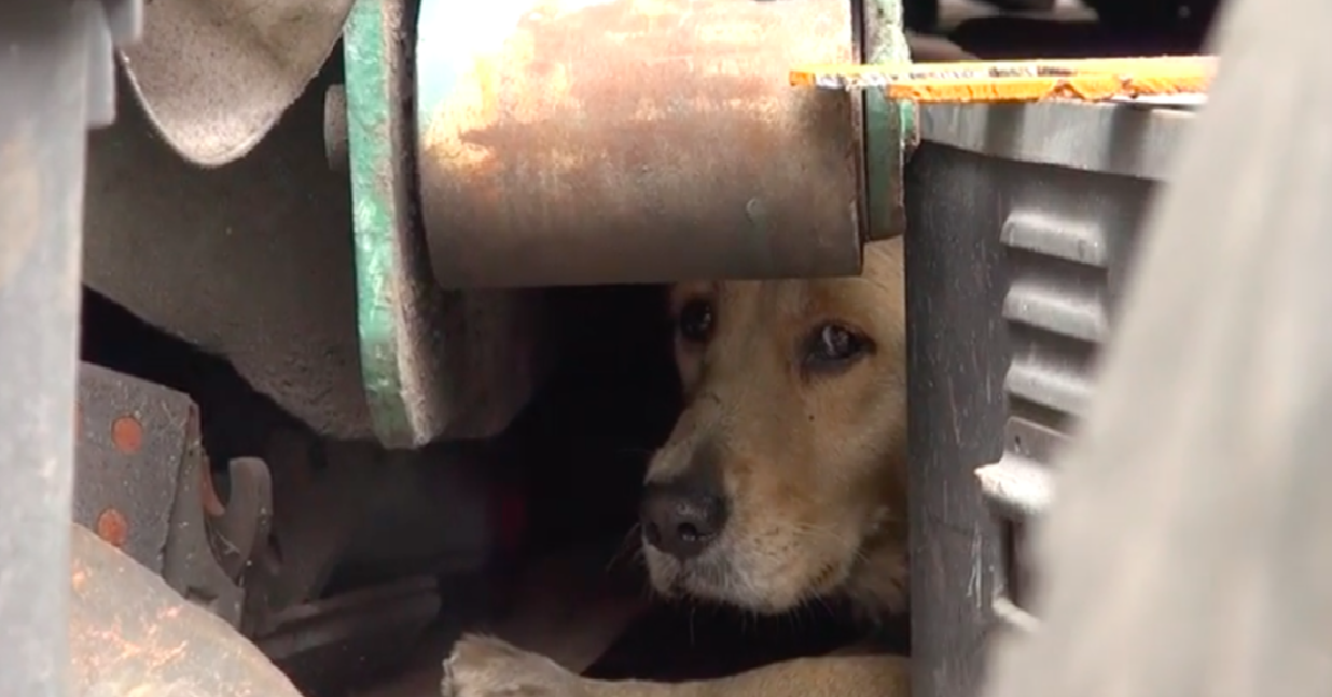 Clarabelle, il cane nascosto