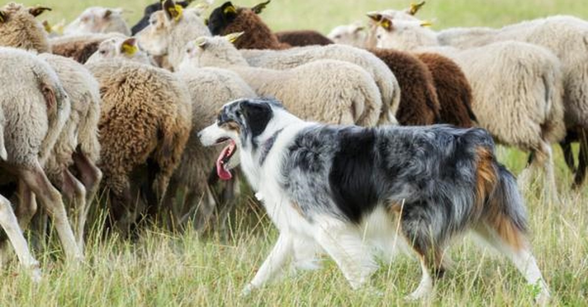 Udine, cane spaventa il gregge: 60 pecore finiscono nel burrone