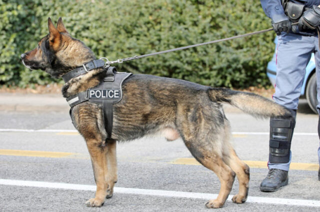 cane-poliziotto