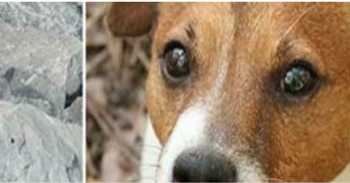 Il cane del bosco aveva una proprietaria