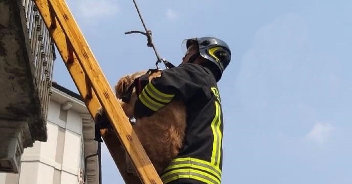 Milano, cane lasciato al sole sul balcone: i pompieri lo salvano