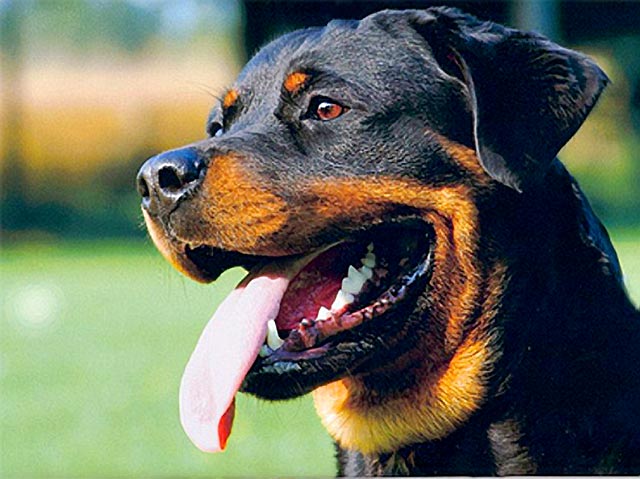 Rottweiler