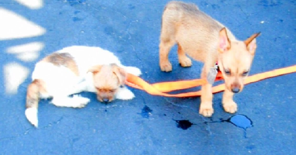 Colpo di calore per tre cuccioli