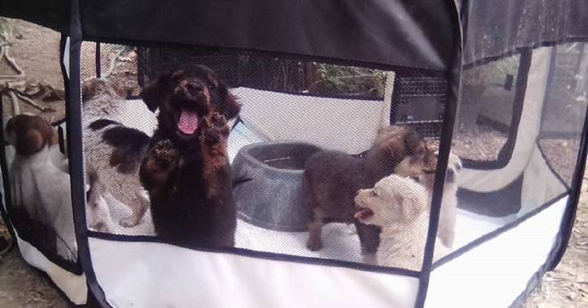 Imperia, sette cuccioli di cane lasciati per strada: abbandonati in scatole di cartone