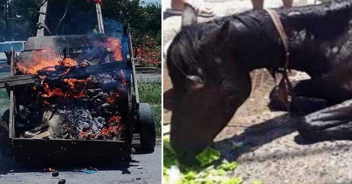 Cavallo malnutrito salvato da alcuni passanti