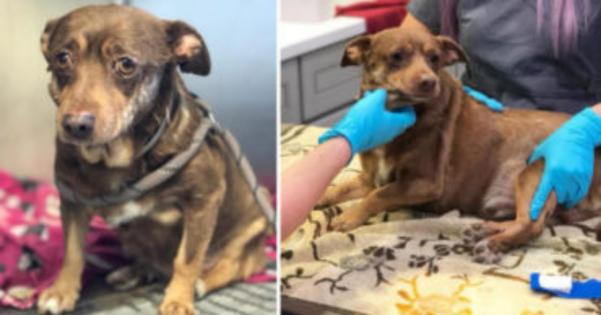 Choco, abbandonato perché troppo vecchio