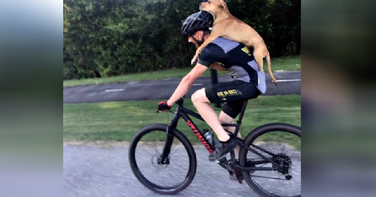 Ciclisti trovano in montagna Columbo, un cane ferito