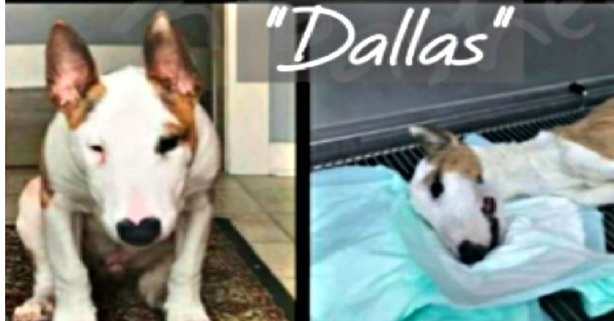 Dallas, portato dall’educatore e lasciato senza cibo e acqua