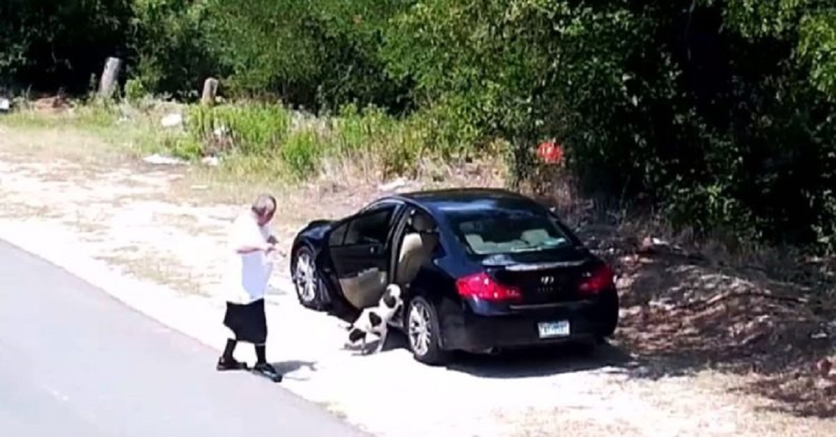 Telecamera di sicurezza riprende una discarica per cani