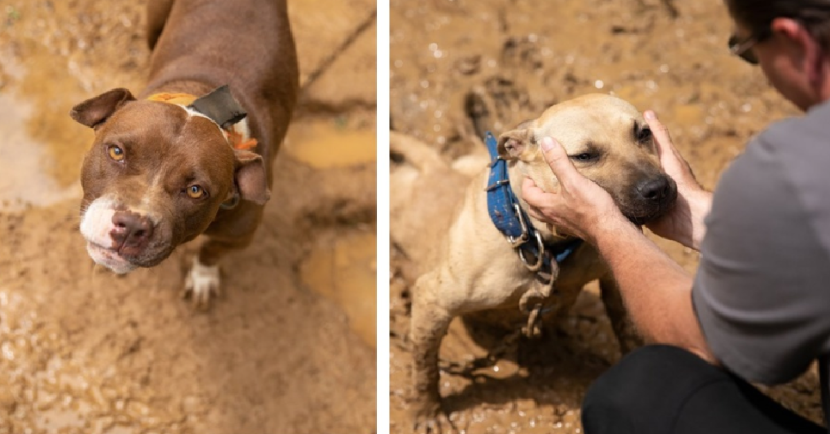 Una donna riesce a denunciare due persone per quello che fanno ai loro cani