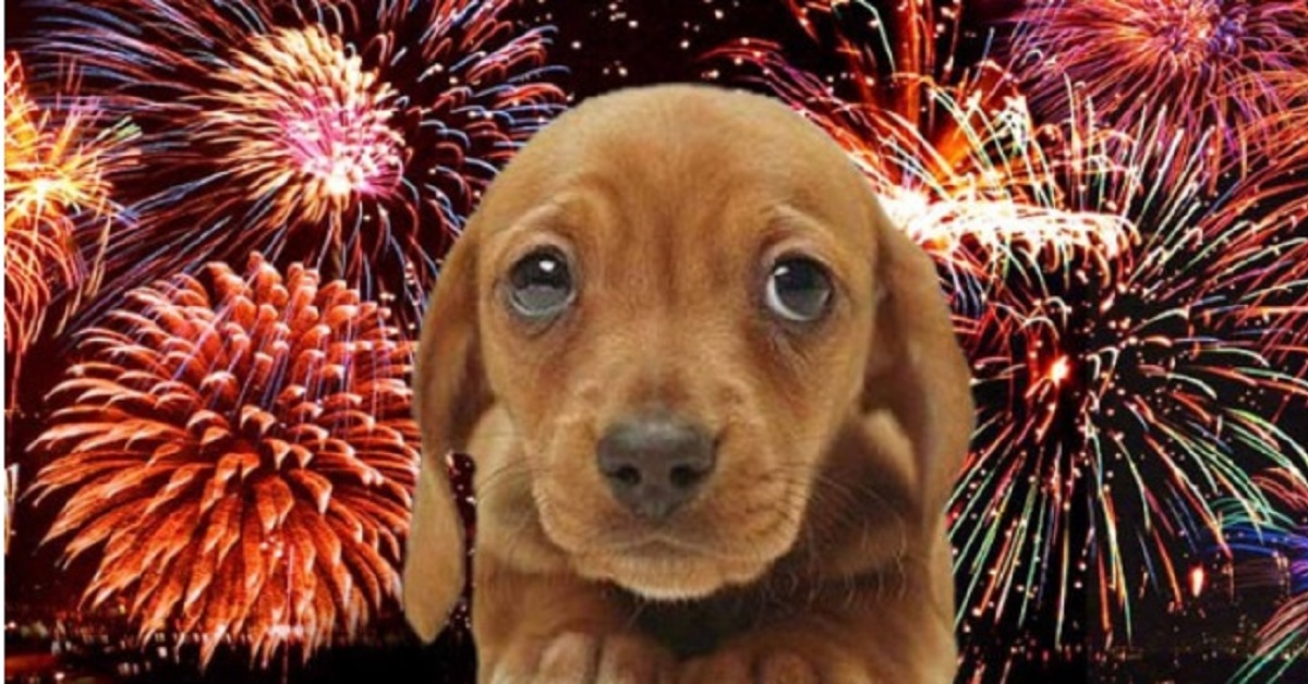 In Italia i fuochi d’artificio silenziosi per proteggere gli animali