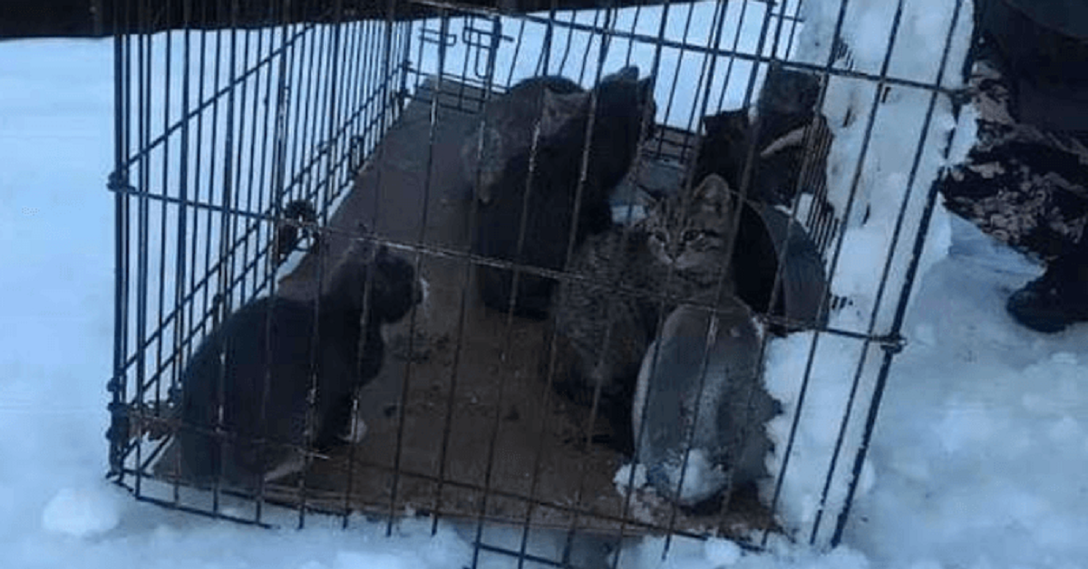 Gatti lasciati al freddo glaciale a morire congelati