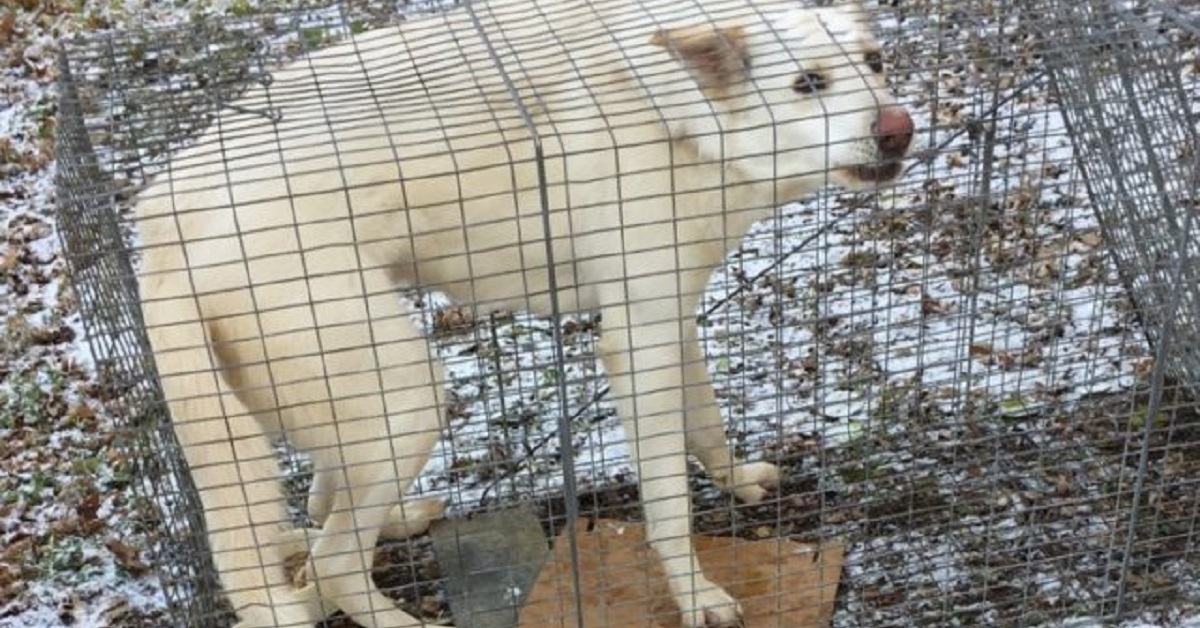 Cane abbandonato per strada viene salvato ed è vivo per miracolo