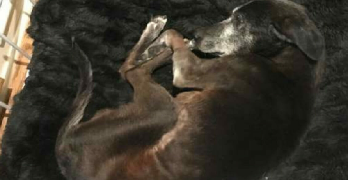 Holden, il cane sequestrato