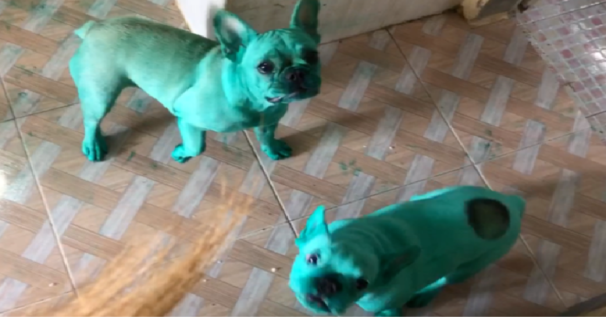 I cani veri di Yada