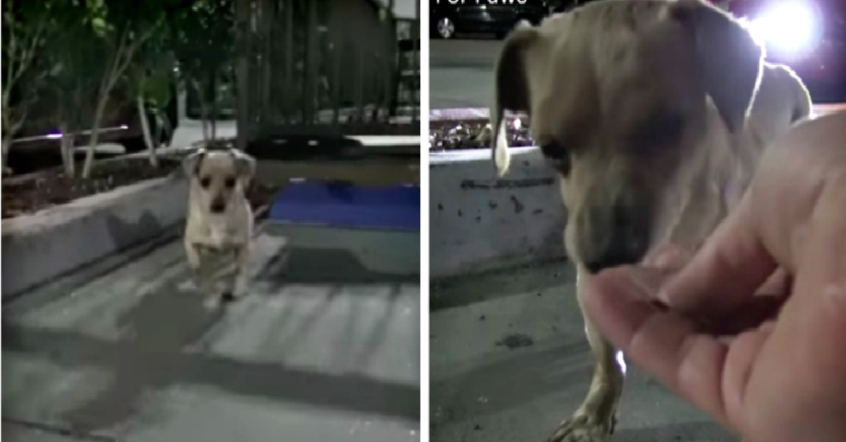 Il cagnolino abbandonato nel parcheggio