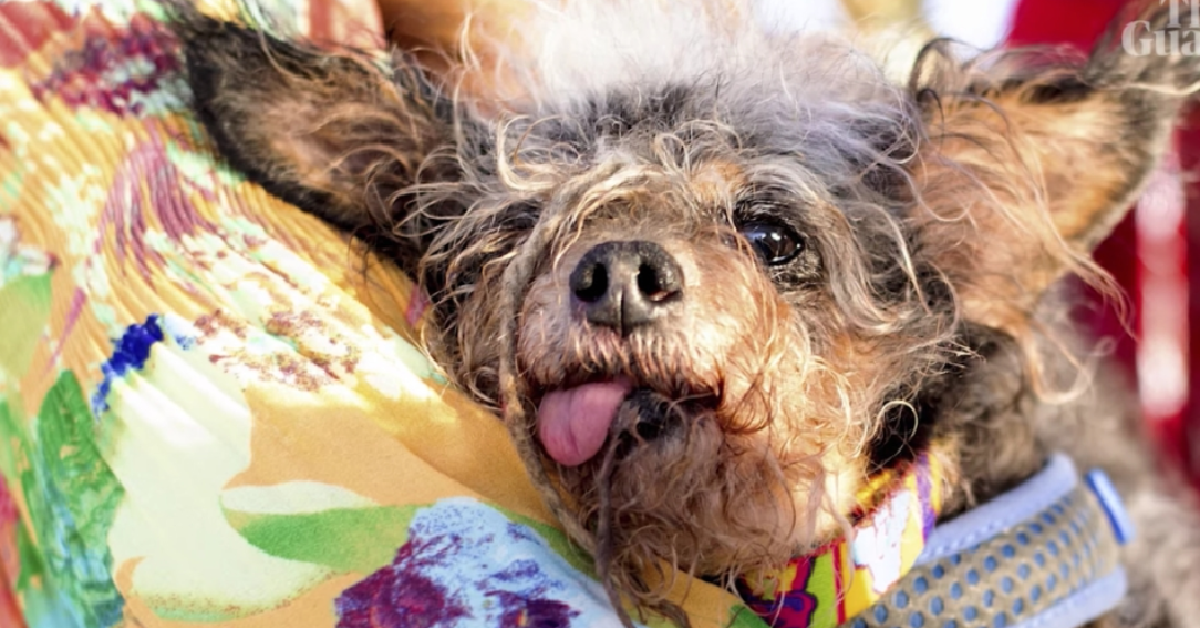 Il premio per il cane più brutto dell’anno