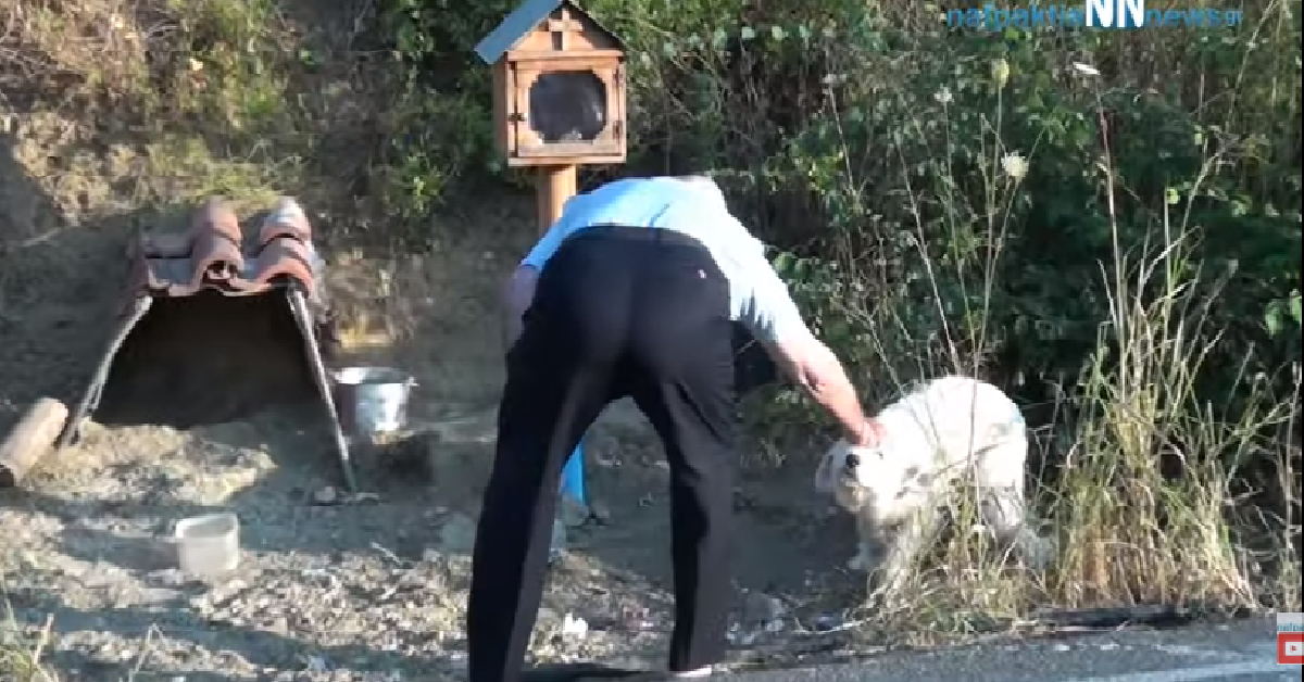 La lunga attesa del cane senza nome