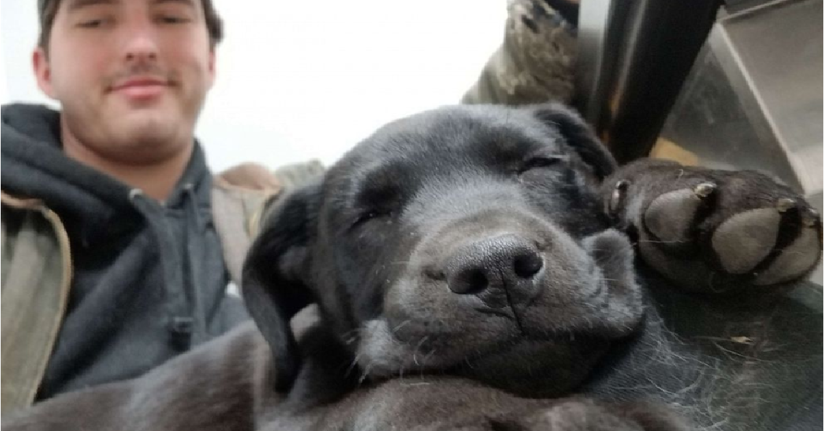 Emersono, il cucciolo sordo che nessuno voleva