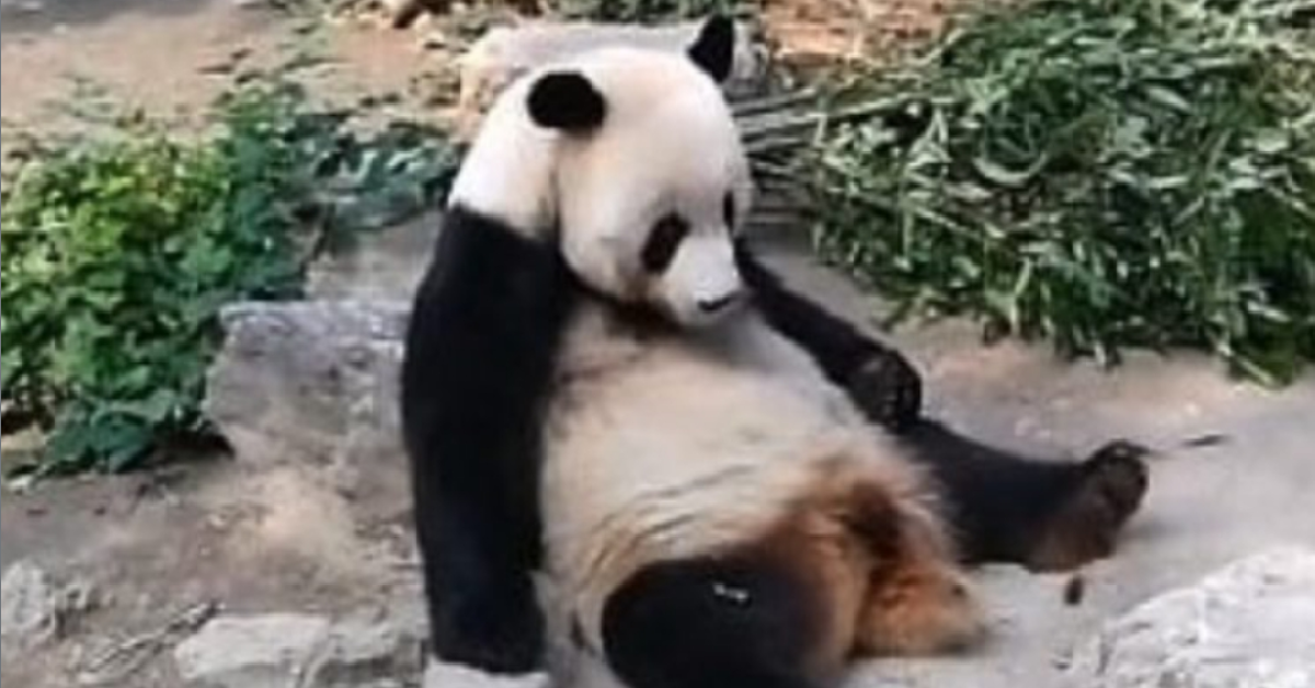 Il panda dorme ma i turisti non vogliono