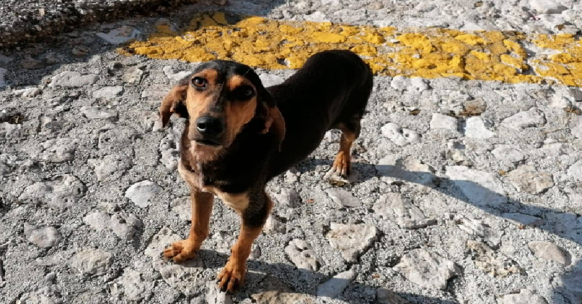 Isotta, una corsa contro il tempo per salvarla