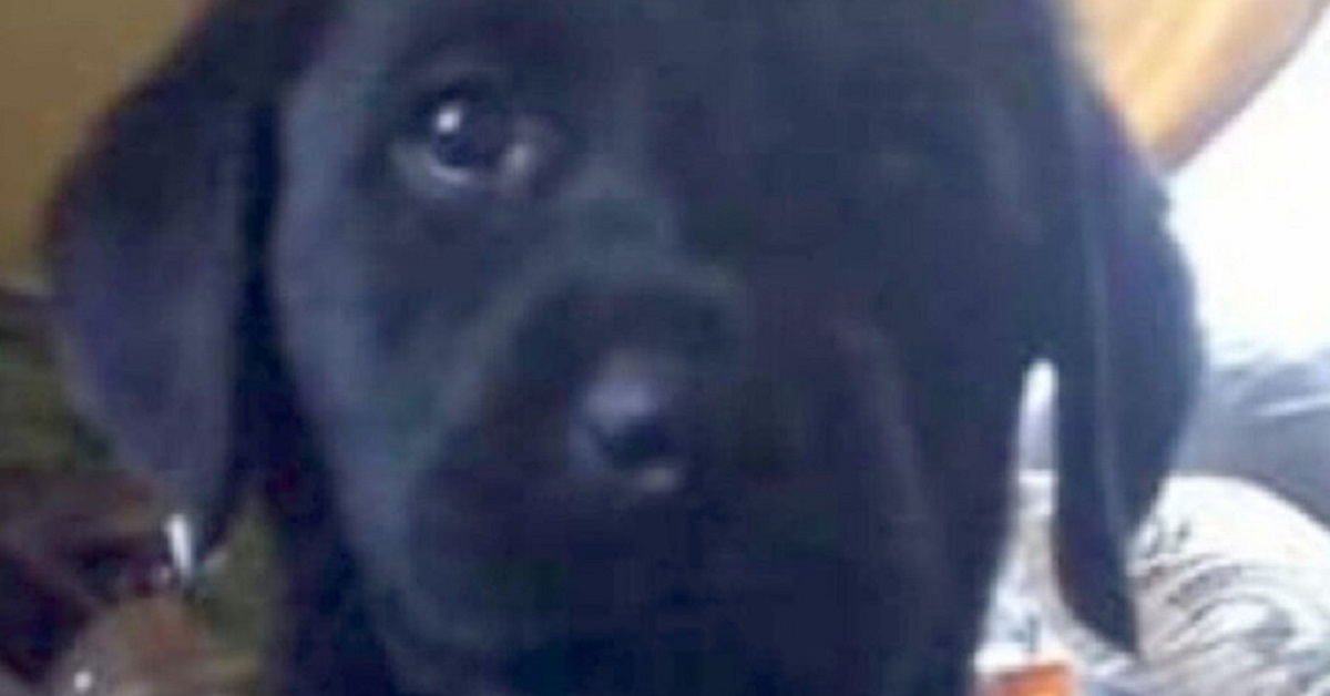 Ritrovano il loro Labrador 9 anni dopo che era scomparso