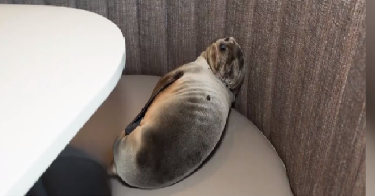 Un leone marino al ristorante