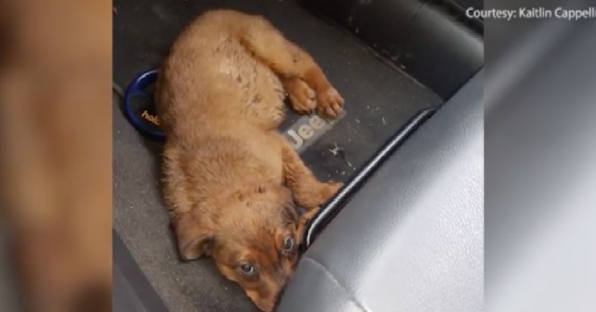 Tenda di vendere il suo cane in cambio di droga