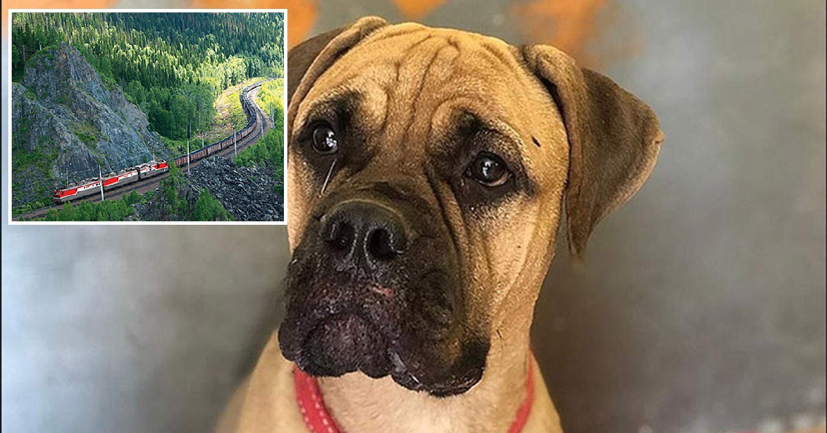 Russia, Maru, la cagnolina che ha percorso 200 chilometri per tornare a casa