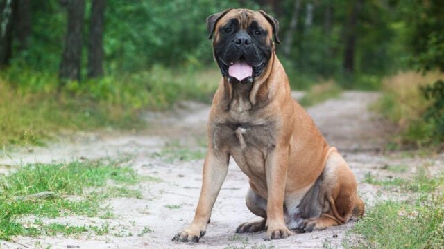 maru-mastiff