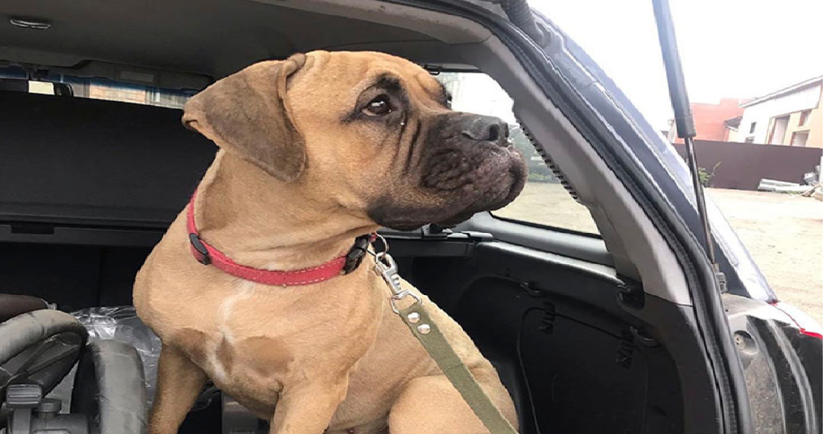 Marù, la cagnolina scappata per ritornare nell’unica casa che conosceva