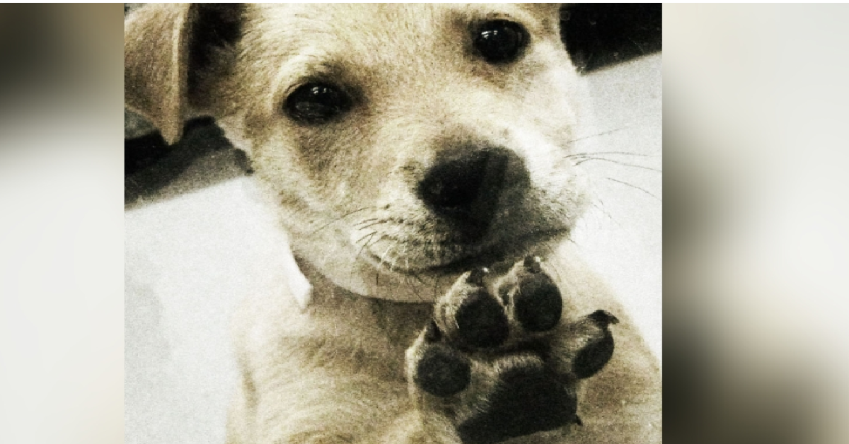 Nya va dal veterinario ma non tornerà più a casa