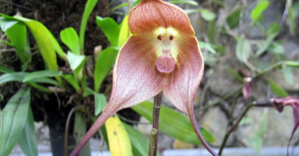 Le orchidee rare che sembrano delle scimmie