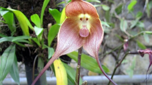 orchidea-faccia-scimmia-Cuenca