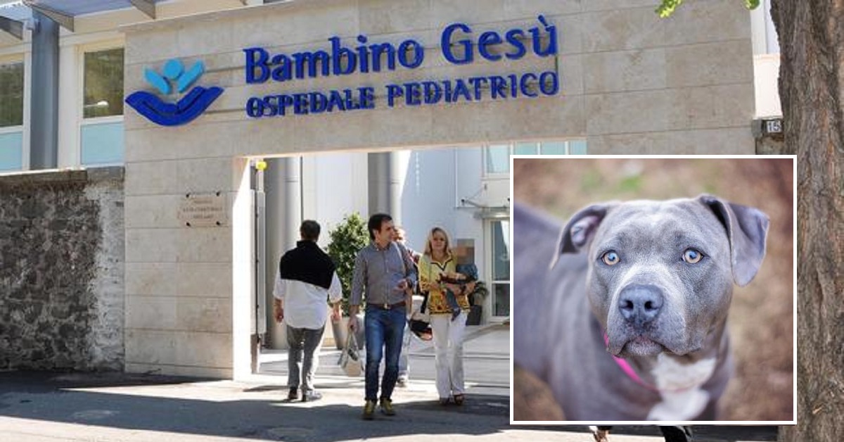 Anzio, pitbull aggredisce bambina di 16 mesi