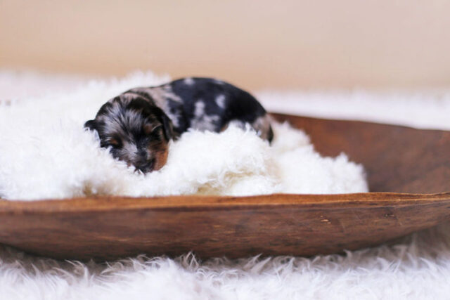 il-servizio-fotografico-della-cagnolina-e-dei-suoi-cuccioli 2