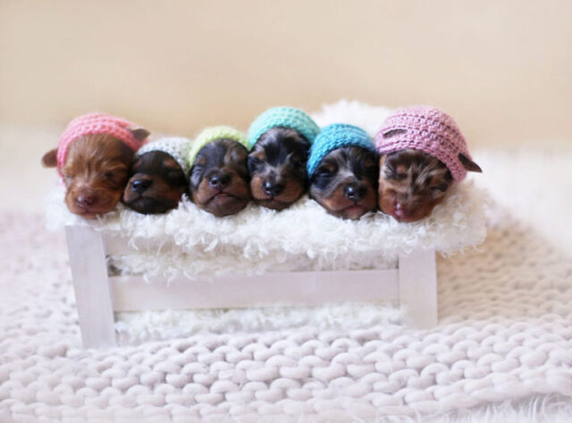 il-servizio-fotografico-della-cagnolina-e-dei-suoi-cuccioli 3