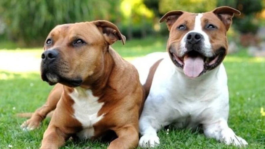 pit bull