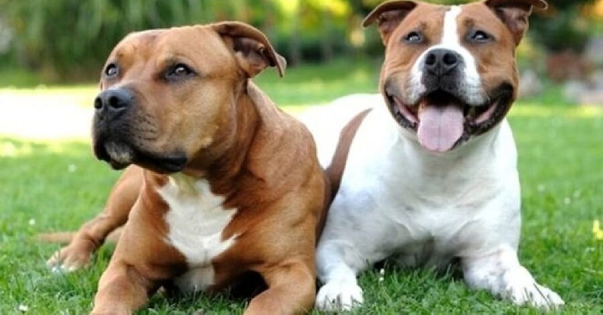 Montesilvano, anziana si sente male: i soccorritori arrivano a casa e trovano con lei 13 pit bull
