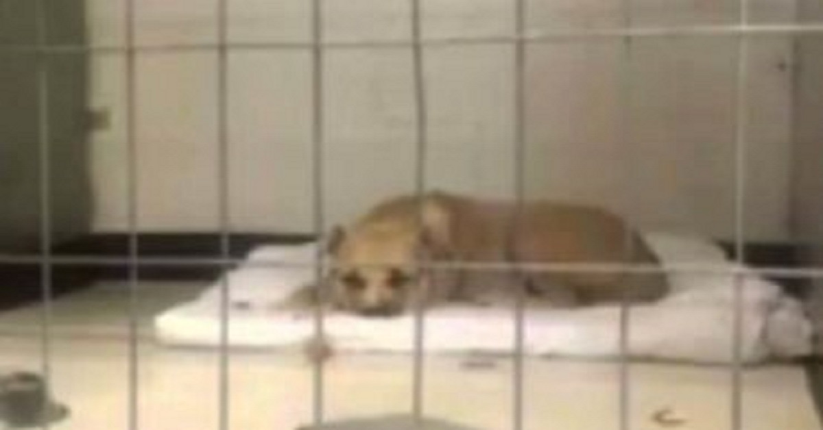Cane depresso non riesce nemmeno a muoversi, fino a quando non arriva un bambino